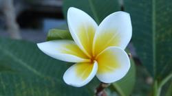 Logo Leelawadee Traditionnel Thai Massage