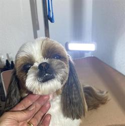 Logo Dog House salon Toilletage